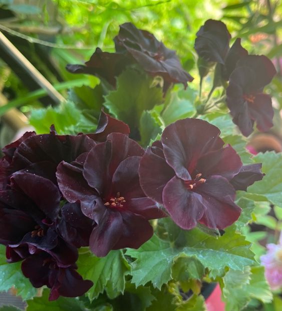 CD4F8BE9-03C0-424B-B96D-FDF1764C4B9F - Muscate 2021 22