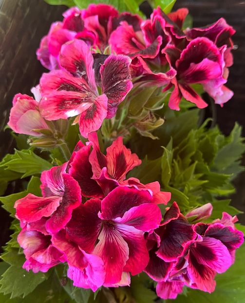 04F01A92-4D70-4430-98A1-847D42DC4E8A - Muscate 2021 22