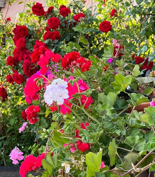 A4402D4B-D7FE-40AF-AEB1-DEE7C21D3FE1 - Muscate 2021 22