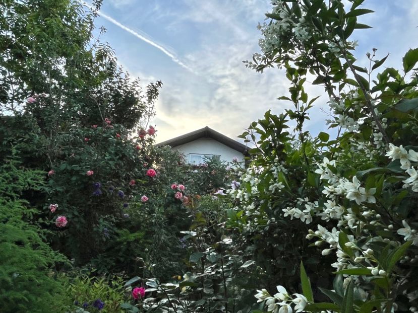 ED1F4FD1-04C1-4B61-80A3-15DB29EA1CE3 - Arbuști 2021-2023