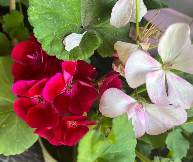 C89D670E-F69B-4B60-8EF4-21779EC9885D - Muscate 2021 22