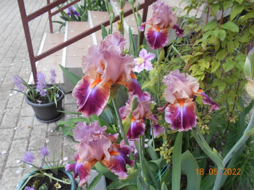 Outrageoux - 02 Irisi 2022