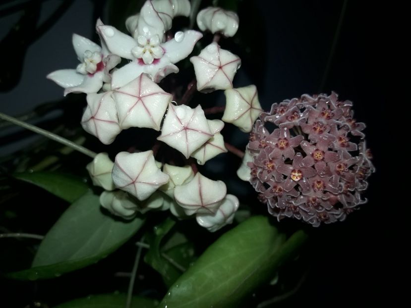 Australis si camphorifollia - 0 hoya infloriri in grup