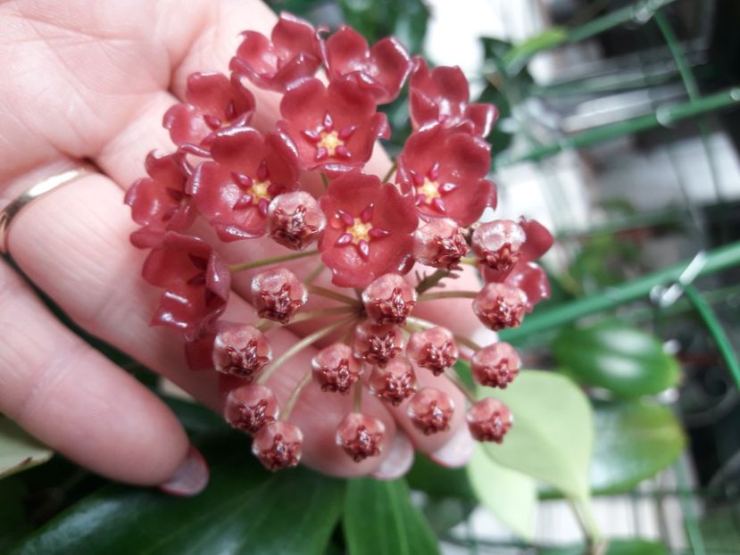 Siariae red si litoralis - 0 hoya infloriri in grup