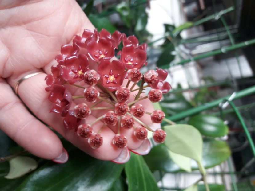  - 0 hoya infloriri in grup