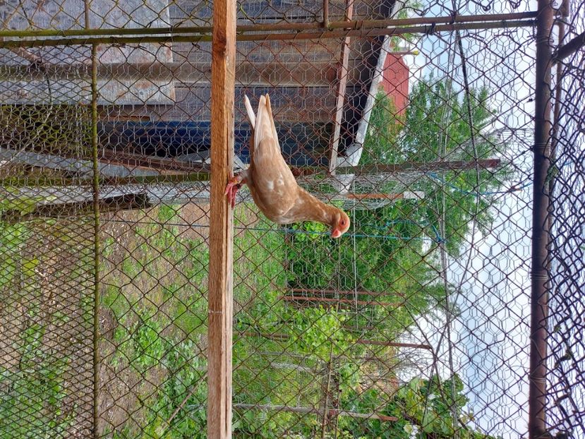  - Indian german 2022