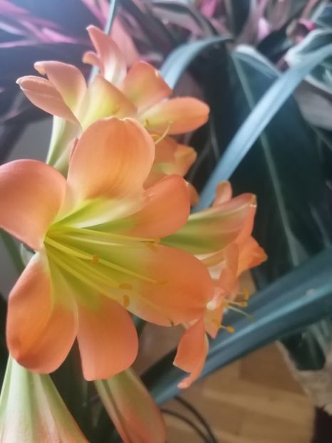  - Clivia Pastel GT