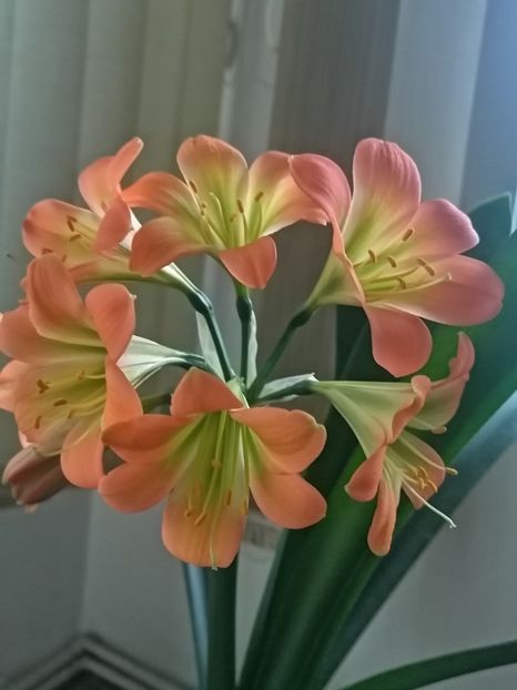  - Clivia Pastel GT