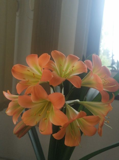  - Clivia Pastel GT