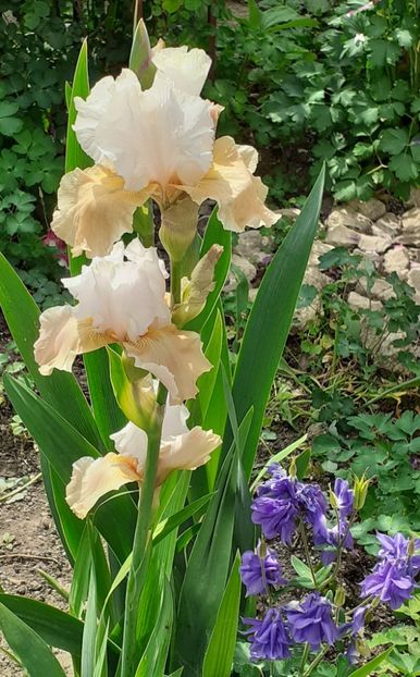  - MAI - luna lui FLORAR