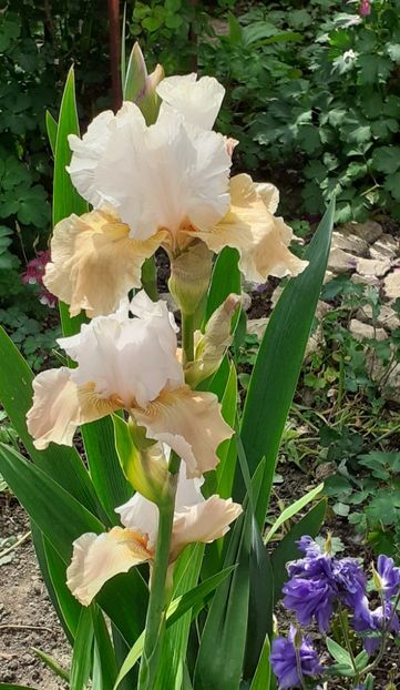  - MAI - luna lui FLORAR