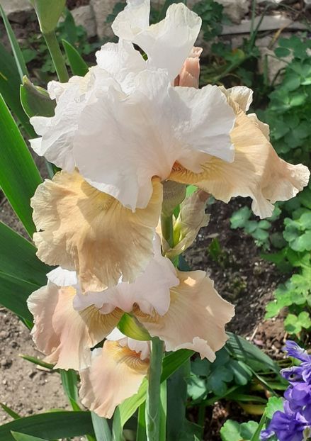  - MAI - luna lui FLORAR