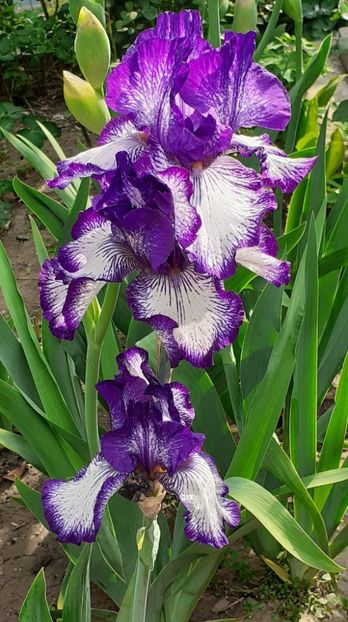  - MAI - luna lui FLORAR