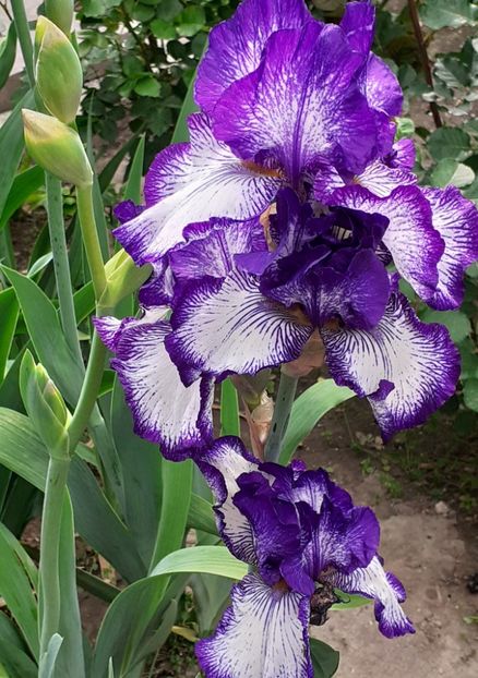  - MAI - luna lui FLORAR