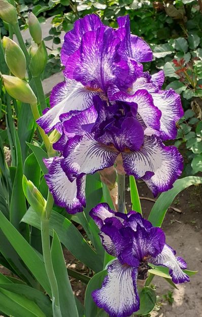  - MAI - luna lui FLORAR