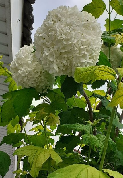  - MAI - luna lui FLORAR