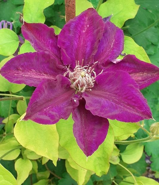  - MAI - luna lui FLORAR