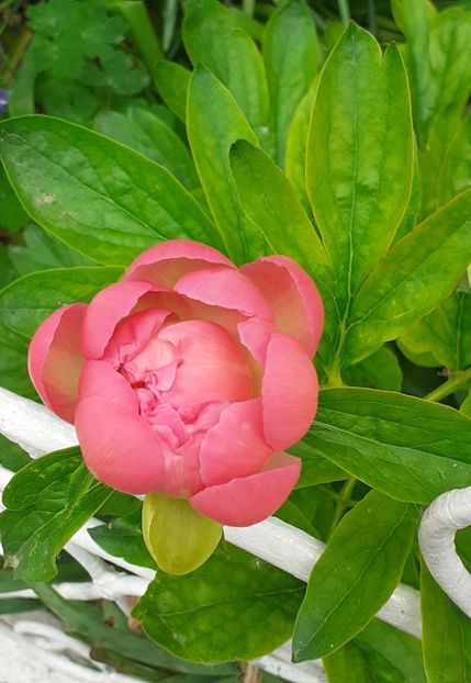  - MAI - luna lui FLORAR