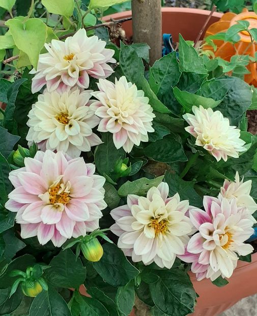  - MAI - luna lui FLORAR