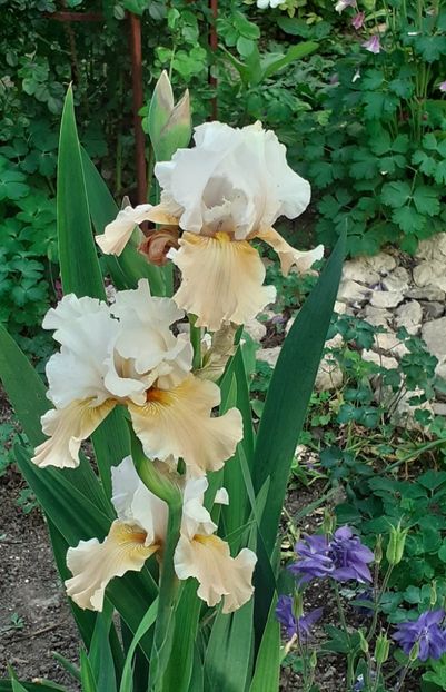  - MAI - luna lui FLORAR