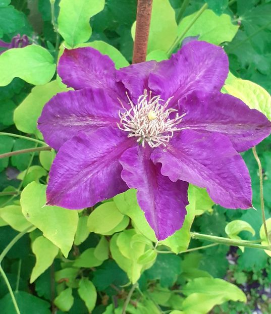  - MAI - luna lui FLORAR