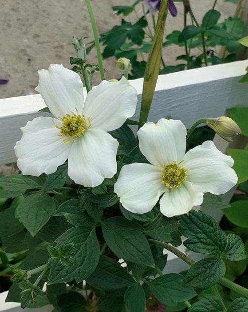  - MAI - luna lui FLORAR