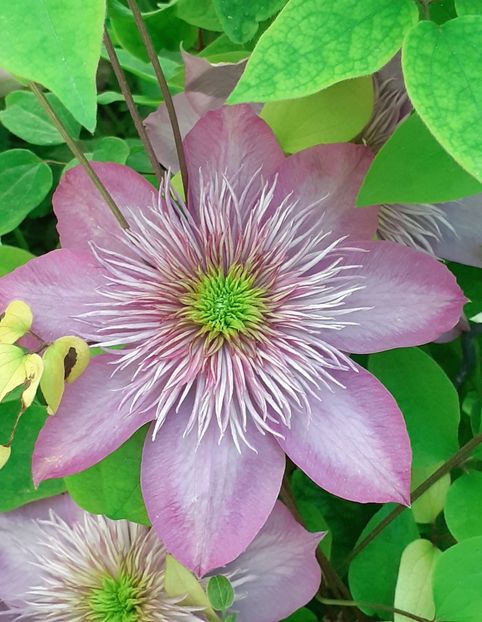  - MAI - luna lui FLORAR