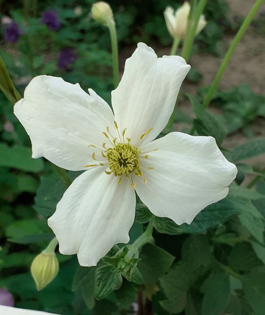  - MAI - luna lui FLORAR