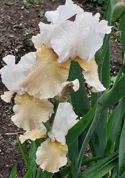  - MAI - luna lui FLORAR