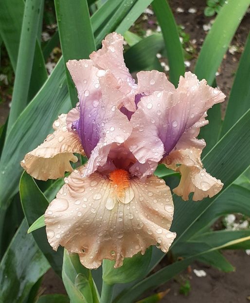  - MAI - luna lui FLORAR