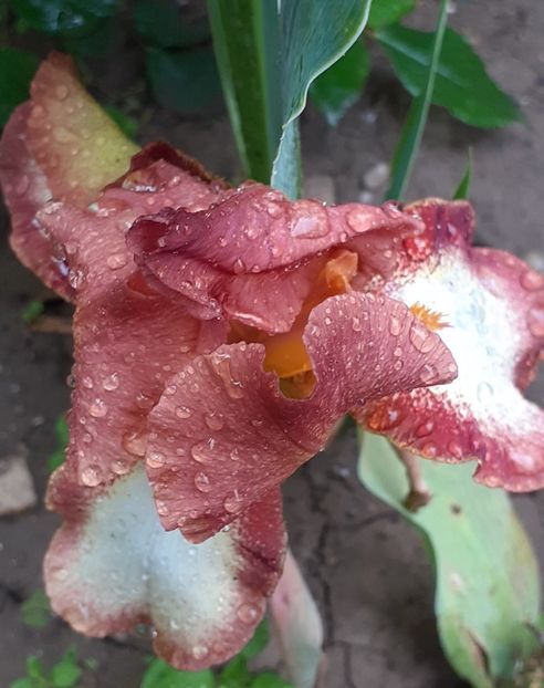  - MAI - luna lui FLORAR