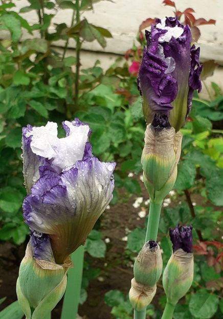  - MAI - luna lui FLORAR