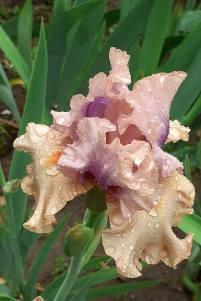  - MAI - luna lui FLORAR