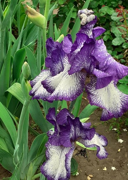  - MAI - luna lui FLORAR