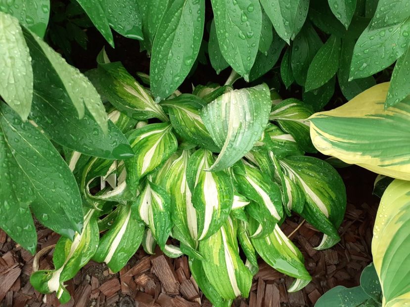  - Hosta