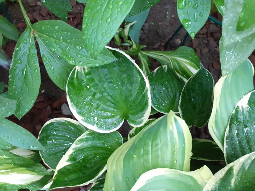  - Hosta