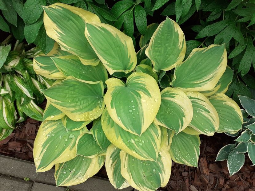  - Hosta