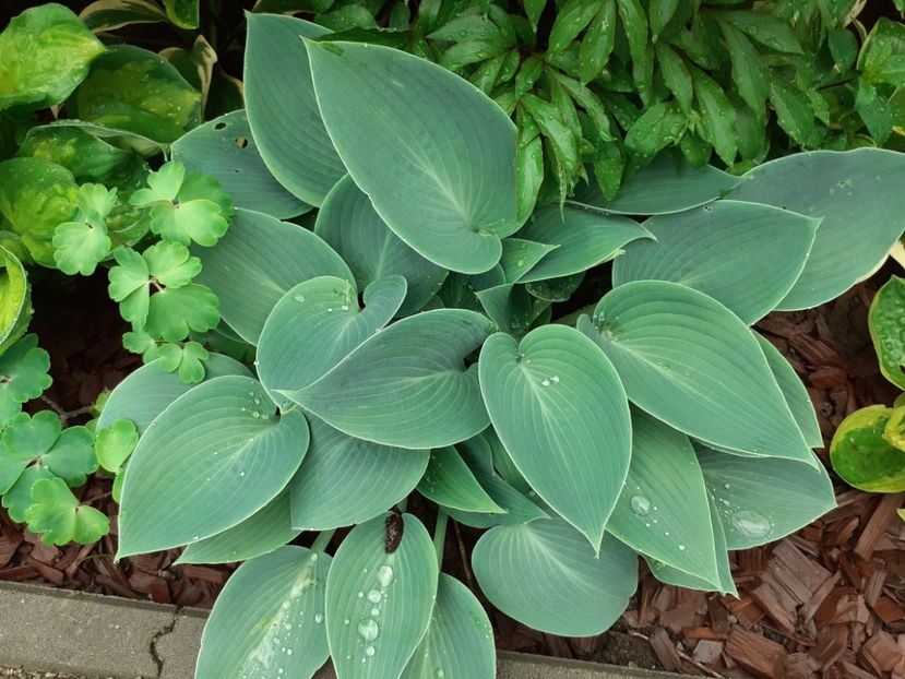  - Hosta