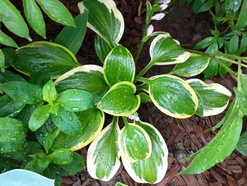  - Hosta