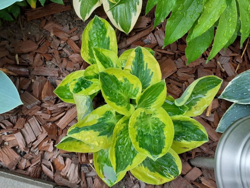  - Hosta