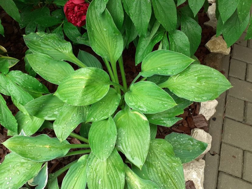  - Hosta