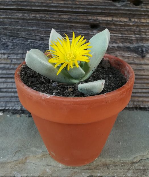 Schwantesia Borcherdsii - 2022