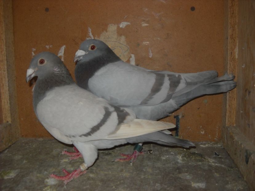  - PORUMBEI VANDUTI 2