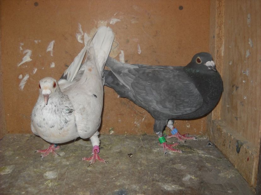  - UNDEVA IN SUCEAVA arhiva