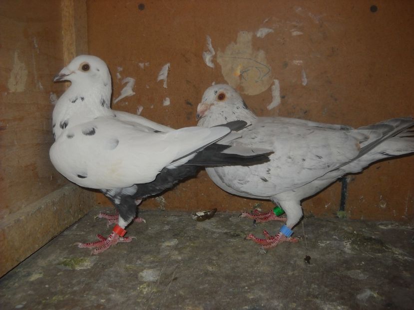  - UNDEVA IN SUCEAVA arhiva