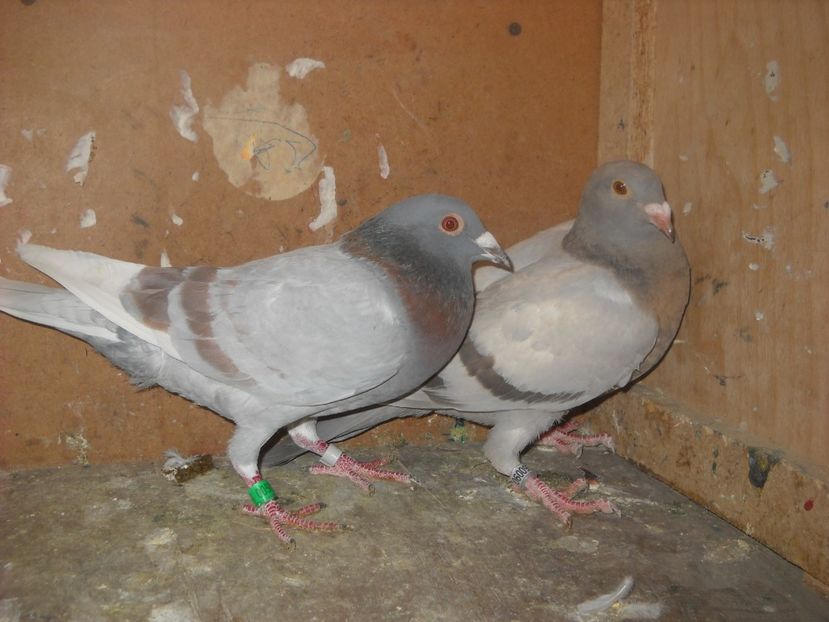  - UNDEVA IN SUCEAVA arhiva