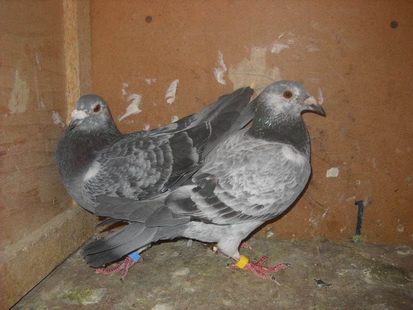  - PORUMBEI VANDUTI 2