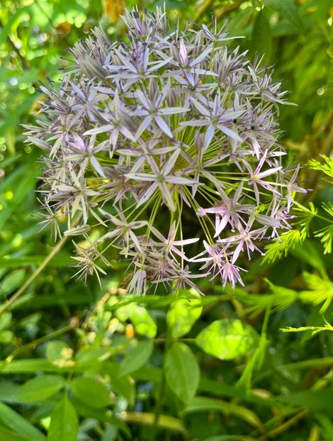 5F955444-0DEA-4965-B4E0-0705D2D6CAEA - Allium 2020 21 22