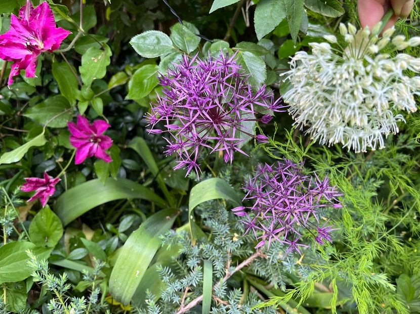 CB95DA27-882E-49F5-9560-B42B69308015 - Allium 2020 21 22