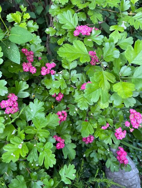 EADE4755-5074-4416-9582-1C87DB430D78 - Arbuști 2021-2023